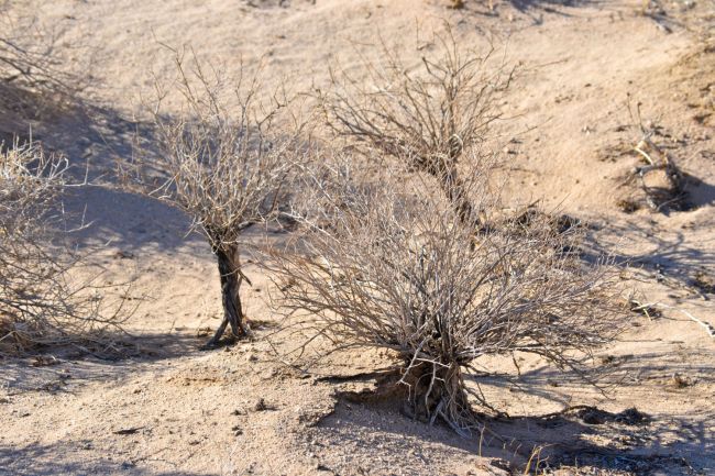 Brittle bush, enduring drought conditions in Wonder Valley, California.