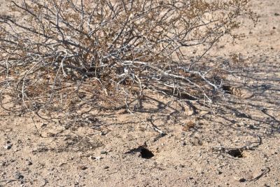 Burrows made into the soft sand and dust which accumulates beneath creosote bushes in Wonder Valley, California.