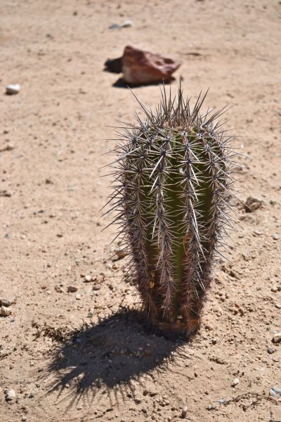 Cactus, Wonder Valley, California.
