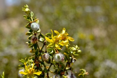 Tiny blossoms on a very green, vibrant, and healthy creosote plant in Wonder Valley, California.
