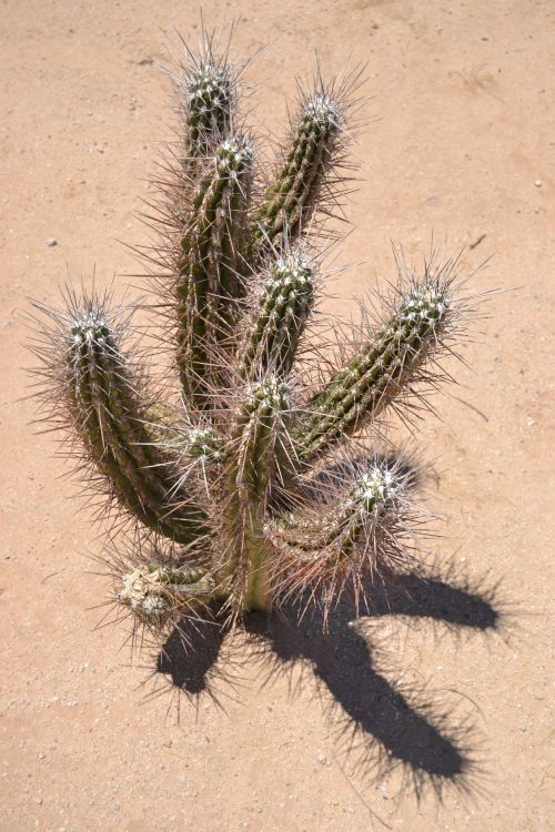 Emblematic desert flora in Wonder Valley, California.
