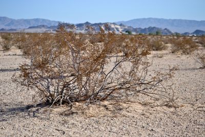 Creosote, trapping windblown sand and dust beneath itself in Wonder Valley, California.