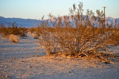 An island of refuge is created beneath each creosote bush as it creates a small windbreak and thus serves as a collection point for windblown dust and sand, and into this sand, small animals can burrow to escape the fierce midday heat of Wonder Valley, California.