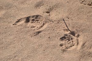 Desert Tortoise tracks in Wonder Valley, California.
