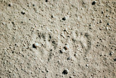 A jackrabbit paused for a moment, and left this imprint of its forepaws in the desert dust in Wonder Valley, California.