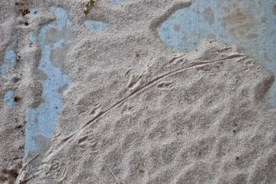 Lizard tracks, Wonder Valley, California.