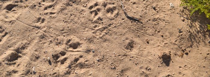 Sidewinder, lizard, dog, and possible small rabbit, tracks in the sand, Wonder Valley, California.