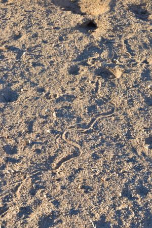 Track of snake which exited a burrow hole, then coiled up into the sand, and then departed, Wonder Valley, California.