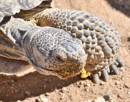 Desert tortoise, Wonder Valley, California.