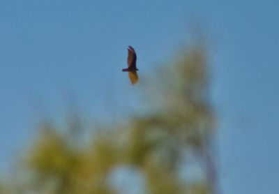 Eagle, flying above Wonder Valley, California.