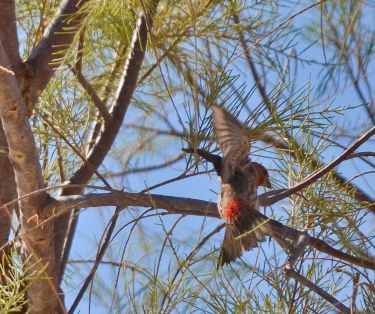 Mojave house finch comes in for a landing in a tamarisk tree, Wonder Valley, California.