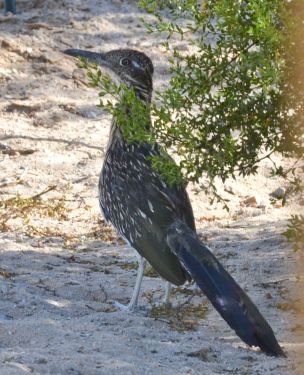 Roadrunner, Wonder Valley, California.