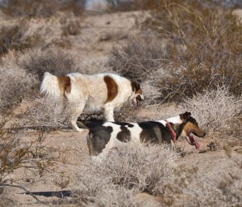 Stella and Bonzo, desert dogs, Wonder Valley, California.