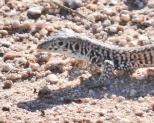 Tiger whiptail lizard, Wonder Valley, California.