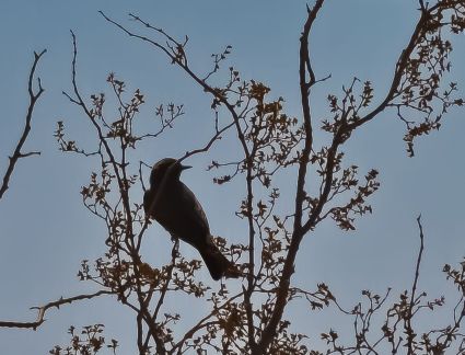 Unidentified bird, perching in a creosote bush, Wonder Valley, California.