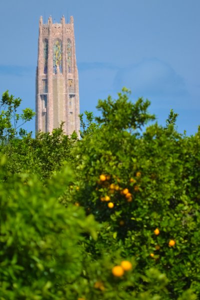 Bok Tower, looming in the distance, over the orange groves of Central Florida.
