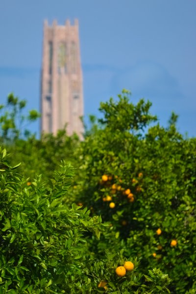 Florida Oranges, ripe on the tree, with Bok Tower in the background