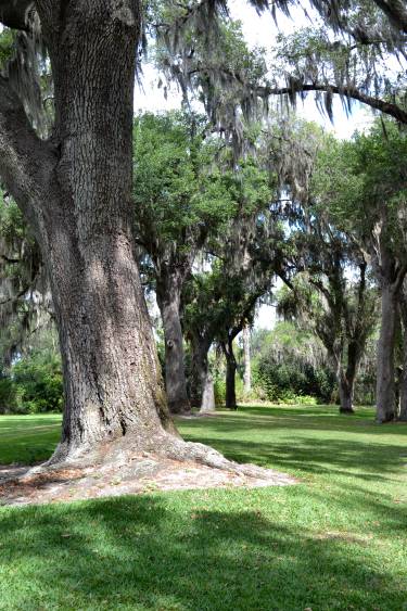 Shady oak trees and green green grass in the santuary at Bok Tower, Florida.