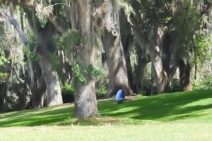 Lisa, turning somersaults down the hill at Bok Tower, Florida.