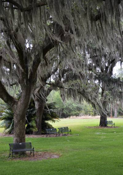 Benches beneath the Spanish Moss at Bok Tower, Florida.