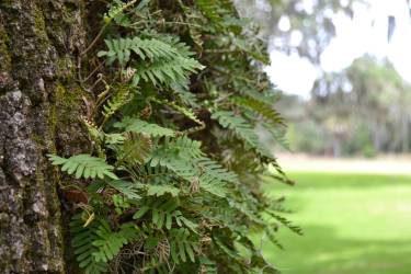 Small wonder. Ferns growing directly out of the bark on the oak trees at Bok Tower, Florida.