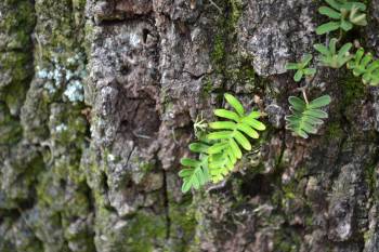 Small wonder. Ferns growiing on the oak tree bark at Bok Tower, Florida.